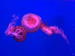 -暹罗海洋世界