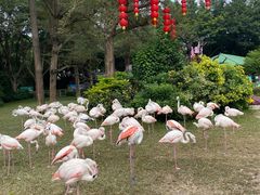 -广州长隆飞鸟乐园