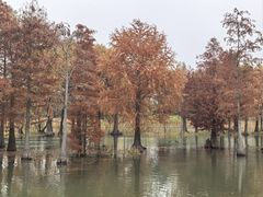 -贡湖湾湿地公园