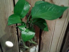 -和枫(众意路店)