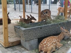 -长白岛森林公园