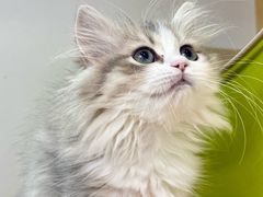 -青奢宠物·青奢猫舍