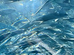 -上海海洋水族馆