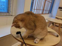 -Let's go狗咖·猫咖·奶狗·桌游(春熙路IFS店)