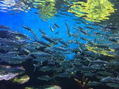 -华夏文旅海洋公园