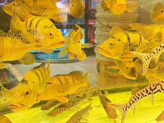-中环花鸟鱼虫市场