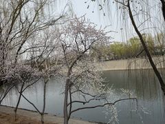 -桃花堤公园
