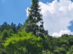 -武陵山森林公园