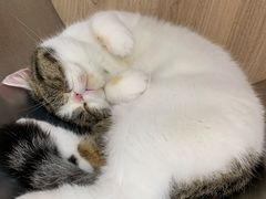 -瞄一喵猫咖(格力海岸店)