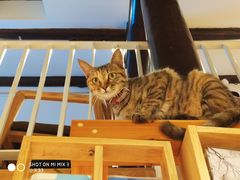 -猫的天空之城概念书店(苏州平江店)
