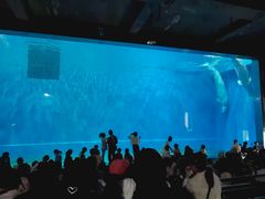 -芜湖新华联大白鲸海洋公园