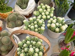 -金陵花卉交易市场