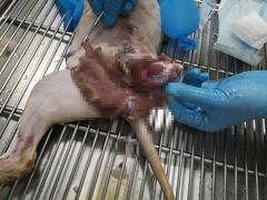 -欧奕国际动物医院