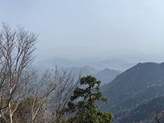 -天目山大树王景区