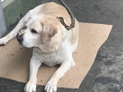 -黄桷坪涂鸦艺术街