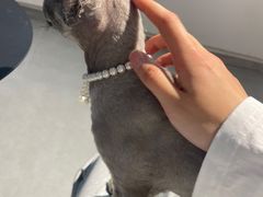 -琪喵猫屋·撸猫猫咖·猫舍