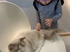 -飞行喵MR PILOT|猫舍·猫咖(静安大融城店)