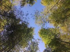 -广州市石门国家森林公园