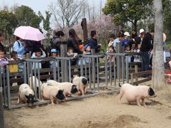 -田园东方蜜桃村的田野营地