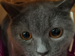 -伟伟宠物医院·瑞派猫友好医院·猫科(光谷店)