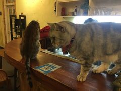-猫色咖啡·猫咖