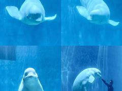 -芜湖新华联大白鲸海洋公园