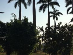 -三亚湾红树林度假世界(木棉酒店)