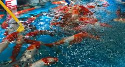 -宝贝王(许昌店)