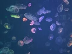 -烟台海昌鲸鲨海洋公园