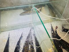 -同釜聚炝锅鱼火锅