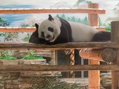 -西霞口神雕山野生动物世界