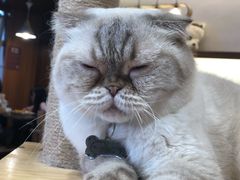 -喵园·猫主题咖啡厅·撸猫·猫咖(国贸店)