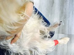 -爱侣宠医·鹦鹉专科·小型哺乳类·异宠专科(灵石路店)