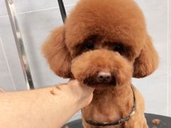 -宠福鑫康馨动物医院·骨科·眼科