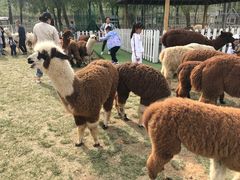 -大连铭湖国际观光牧场