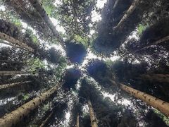 -武陵山森林公园