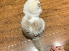-绒爪撸猫下午茶·猫咖