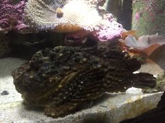 -悉尼海洋生物水族馆
