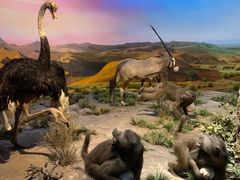 -国家自然博物馆