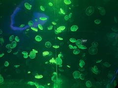 -江和美海洋公园