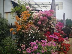 -桂林市花鸟市场