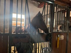 -北京群众马术培训基地