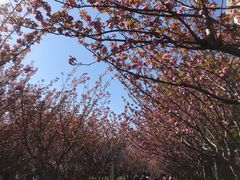 -高东镇樱花园