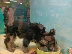 -FAELING PETS美天灵宠物(合生汇店)