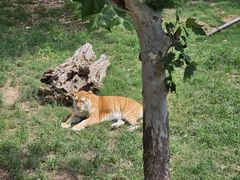 -西霞口神雕山野生动物世界