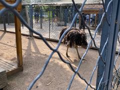 -长白岛森林公园