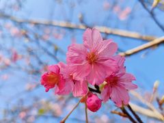 -天适樱花悠乐园
