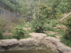 -鸡鸣汤包(红山动物园店)