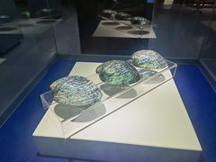 -贝壳王国博物馆