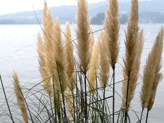 -西湖外事游船(花港观鱼码头)